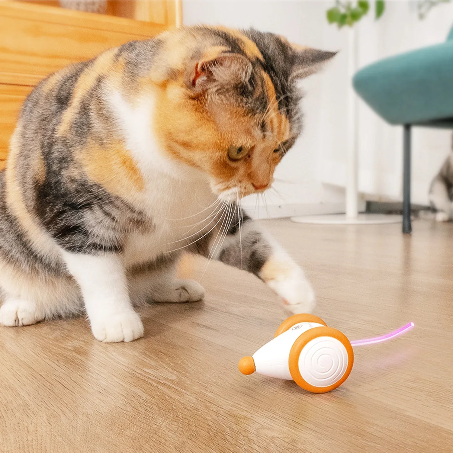 Catnip Toys