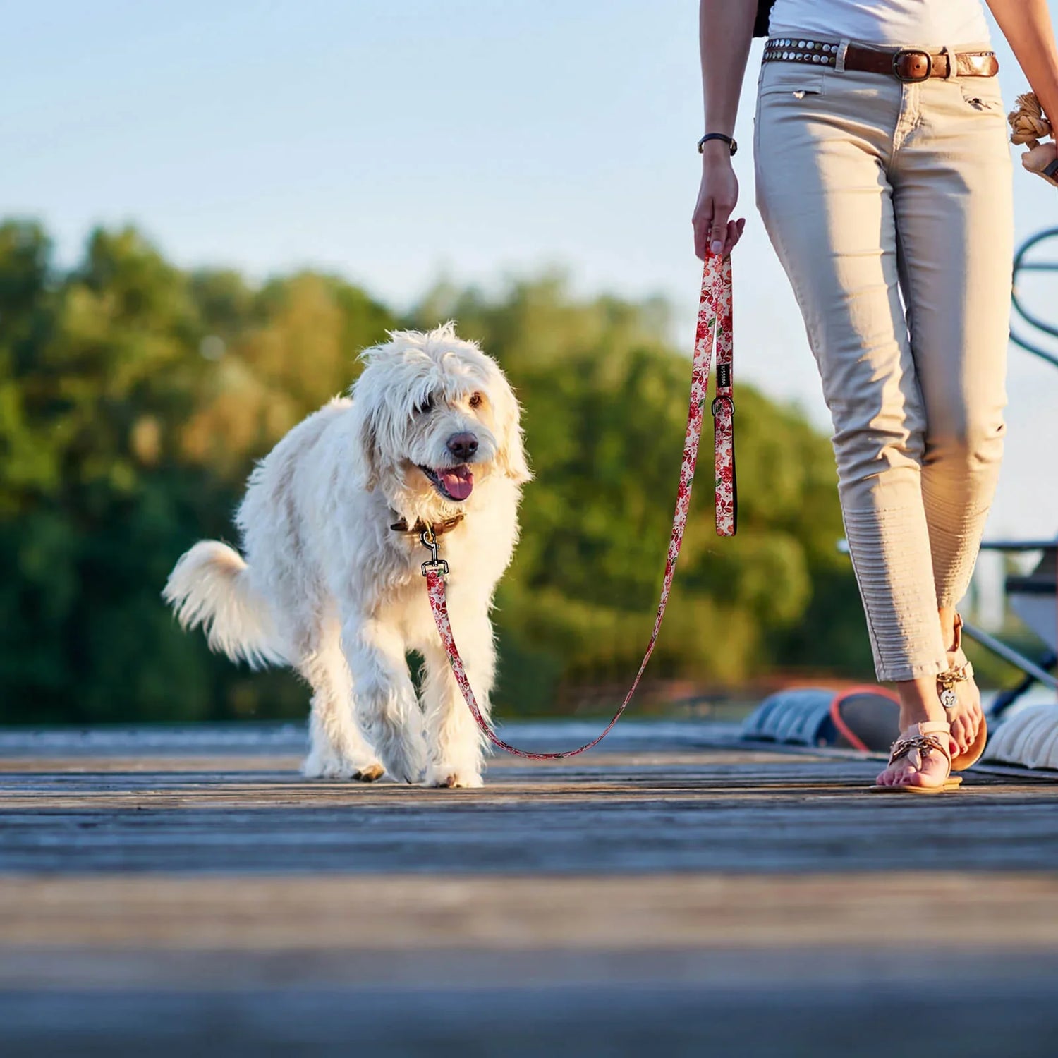 Collars, Leashes & Harnesses