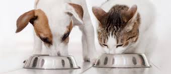Feeding Accessories